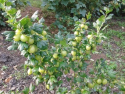 gooseberries