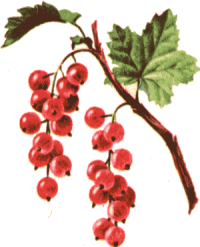 redcurrants