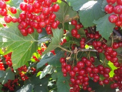 redcurrants